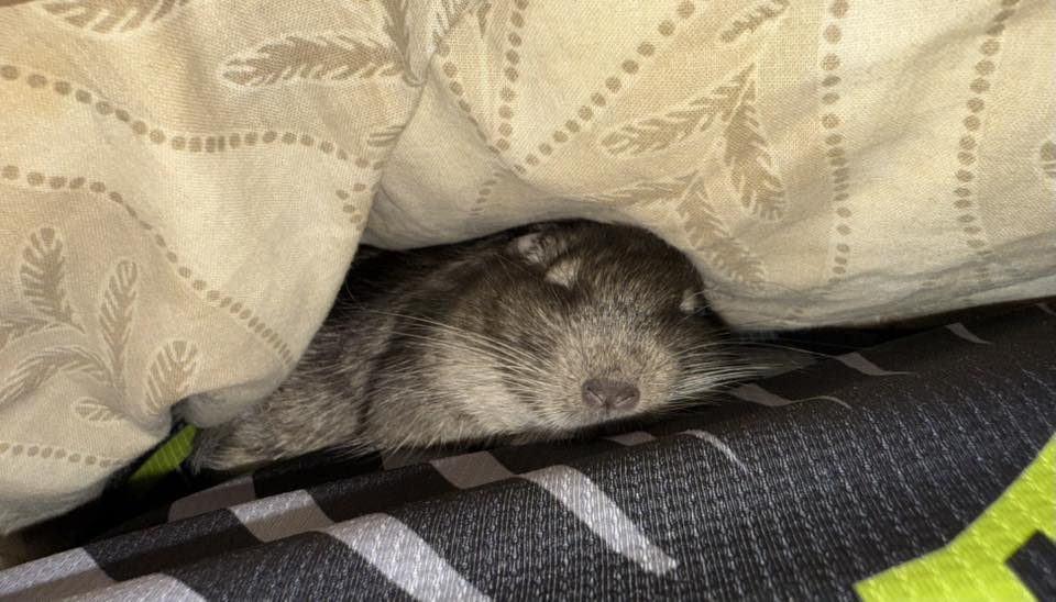 Octodon qui arrive à la maison