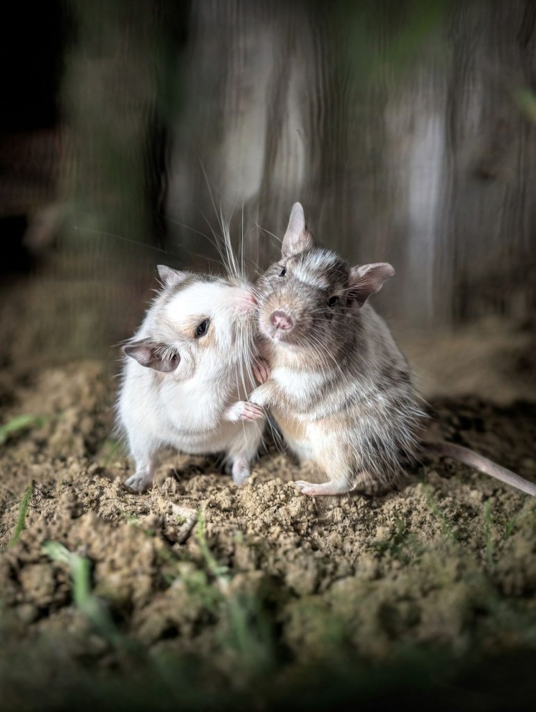 Deux octodons au pelage marqué de blanc sur un sol de terre et de pierres.