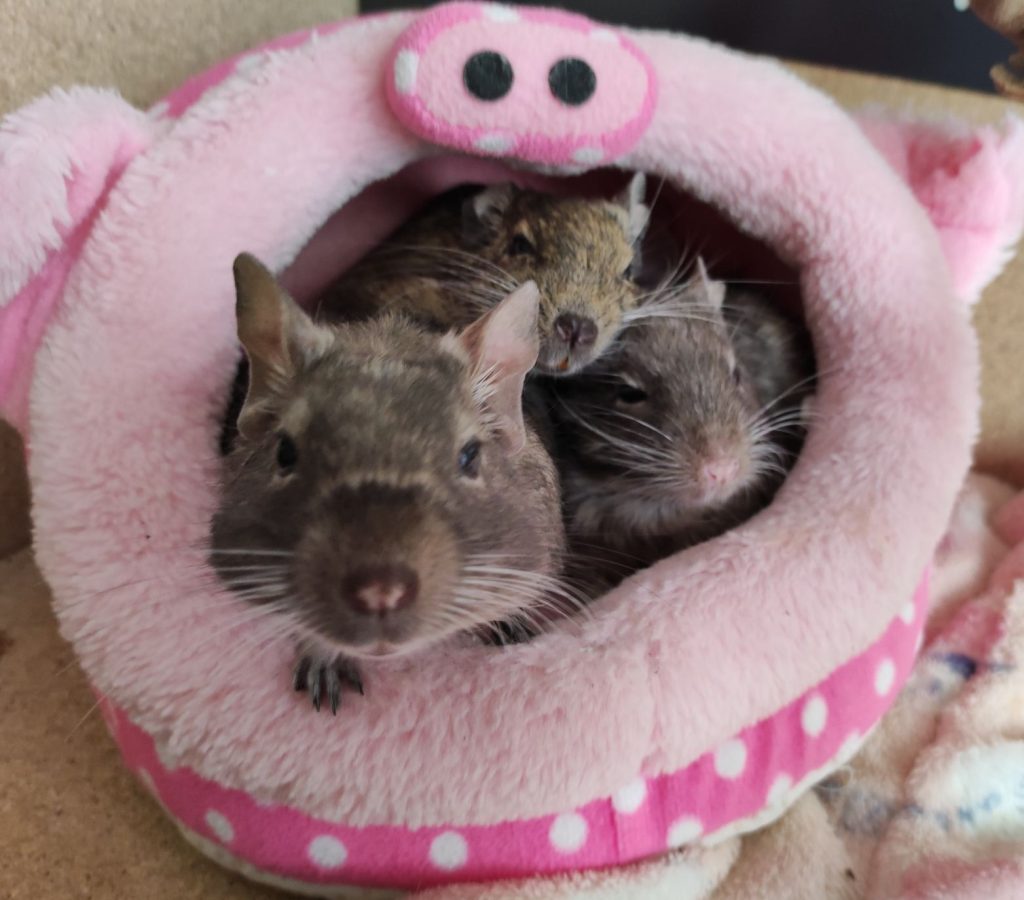 Créer un lien avec son octodon