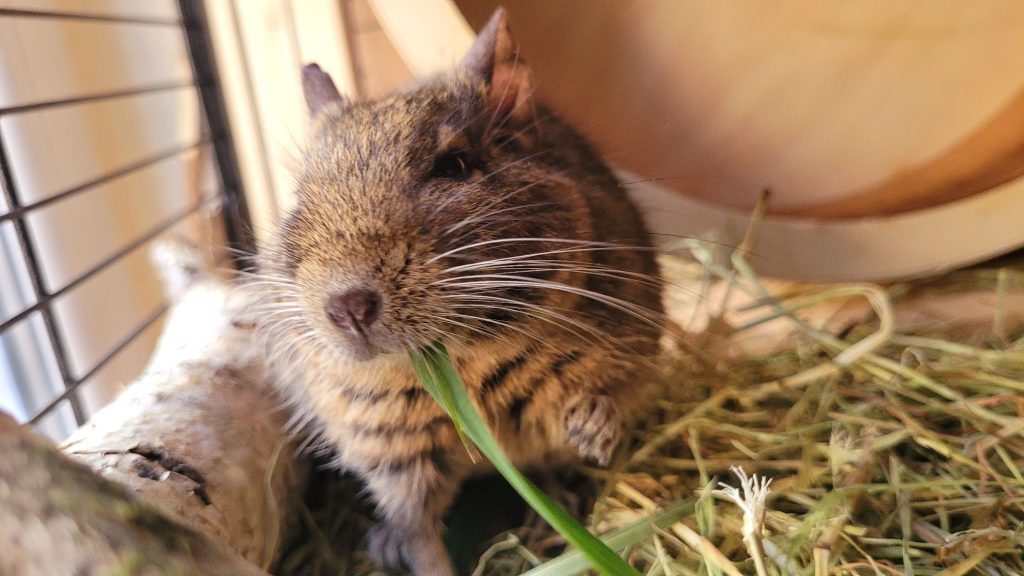 Octodon dressé sur ses pattes arrière et mangeant une longue tige verte dans sa cage.