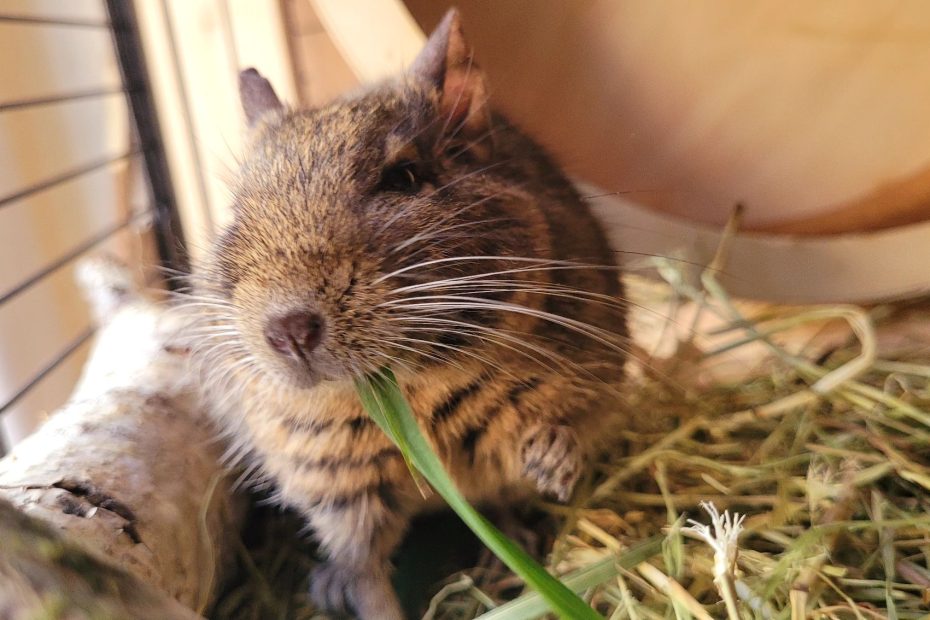 Octodon dressé sur ses pattes arrière et mangeant une longue tige verte dans sa cage.