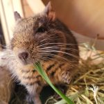 Prix d’un octodon : quel budget prévoir ?