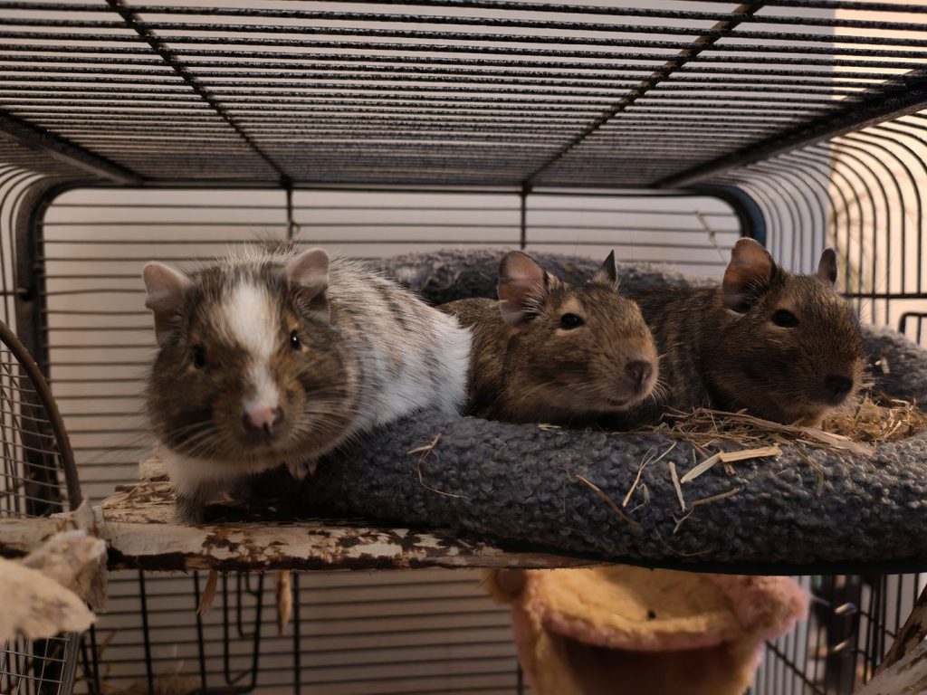Plusieurs octodons blottis sur un hamac noir derrière les barreaux de leur cage.