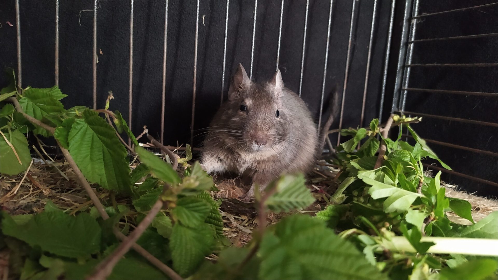 Tempi, un octodon gris, se tient près de rameaux feuillus dans sa cage.